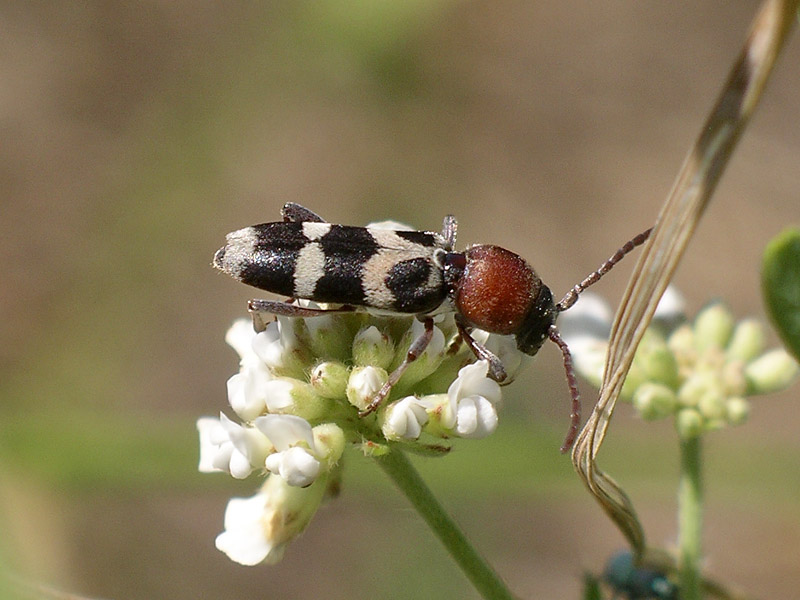 Da determinare: Chlorophorus trifasciatus